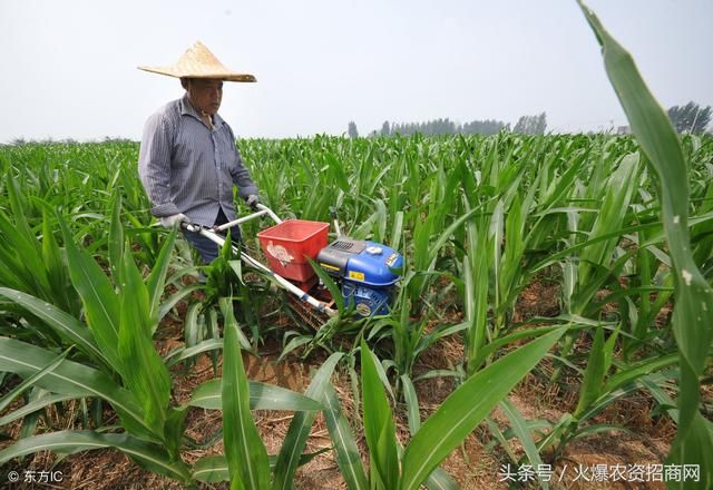 玉米追肥能用尿素吗？玉米追肥用长效肥好还是尿素好？