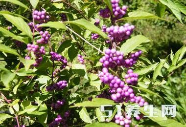 大山里藏着的这7大“山宝贝”,你是否全都认识?第4种像“石榴”