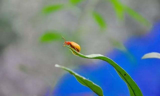 川西规模最大原生态李花观赏地，迎来最后的花期！要去的抓紧！