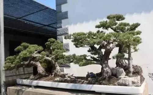 苍枝傲骨匠人心盛影蛟老师谈盆景艺术
