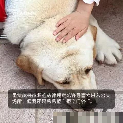 男子地铁不听劝阻多次骚扰导盲犬