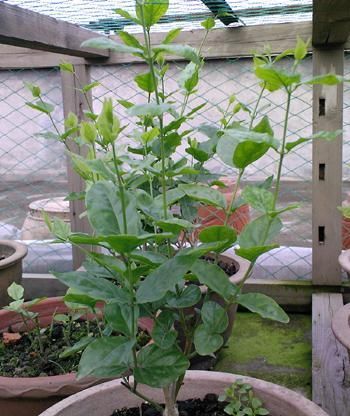 茉莉花要舍得修剪，这样才能株型好花开多，附上图文修剪生长过程