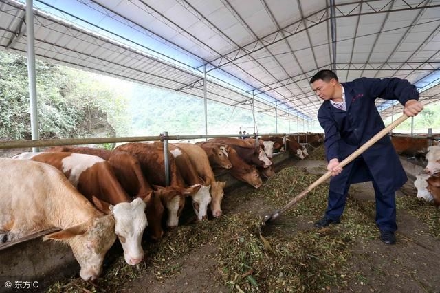 这些肉牛饲养指南 能帮您多赚钱