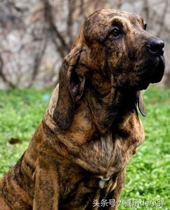 世界十大猛犬排名_世界十大猛犬图片(3)