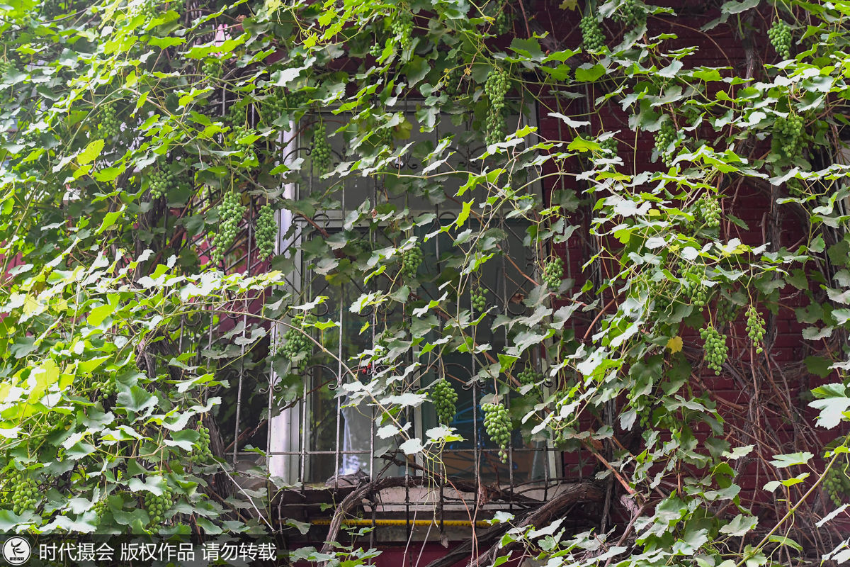 葡萄树长25年藤蔓爬满5层楼 能结1吨果实街坊邻里免费吃