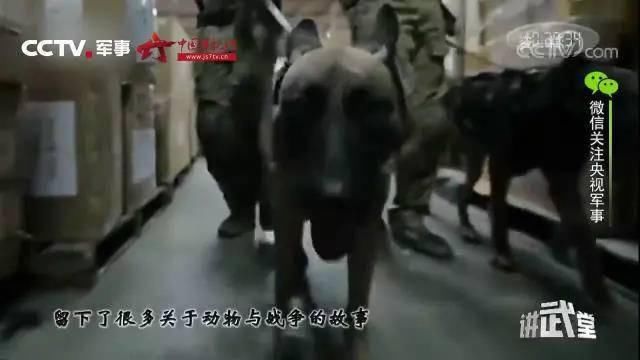 以狗制狗！抗战期间中国如何制服日本恶犬狼青？