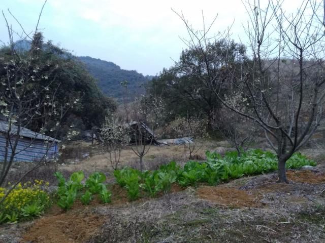 地合优地：广东清远阳山200亩山楂树果园转让 26年超长租赁年限