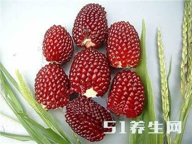 草莓玉米,可当花卖的玉米,价格高于普通玉米数倍