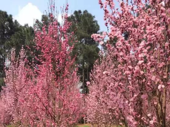 大四川七彩花海要美炸了？最新赏花地图在此，请收好！