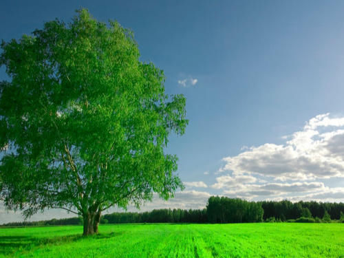 刑法第一百九十六条