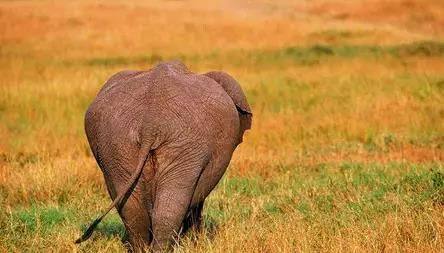 甲方是什么意思