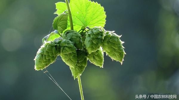 啤酒的灵魂、健胃消食、安神利尿--啤酒花的栽