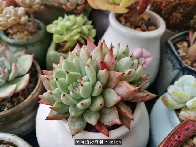 广东美肉,时间终究会给我们完美的馈赠!