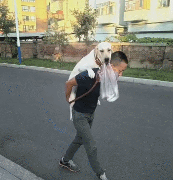 男子把狗狗当儿子来养,每天风雨无阻背去买吃