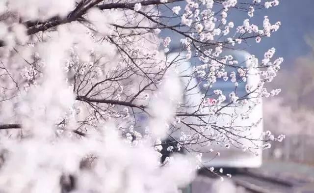 别去日本了！北京这趟6元小火车，带你穿越绝美樱花！沿途风景惊