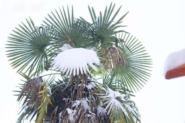 看最美雪景 来郸城南丰镇!