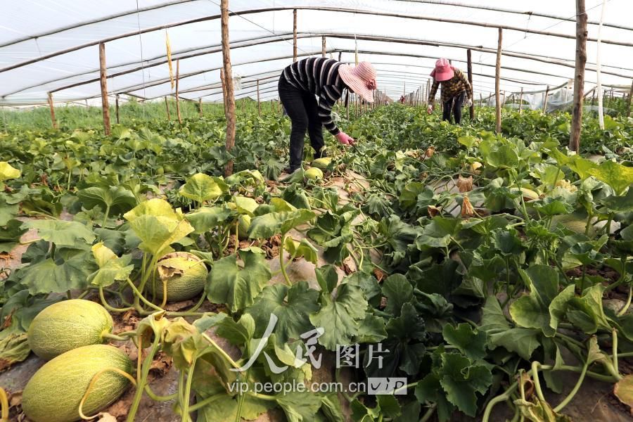 陕西大荔:大棚哈蜜瓜早上市