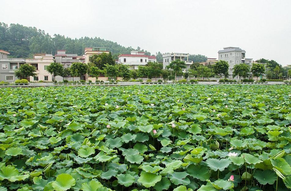 广州最适合一日游的免费景点，收好，够你任性玩一整年!