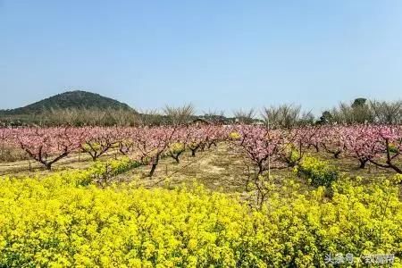 他将家乡打造成“桃花源”，两天获得数十万收益