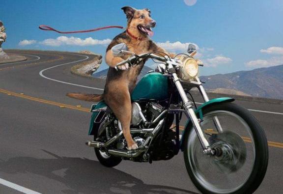 C1驾照和摩托车二证合一,但规定却让车主很难