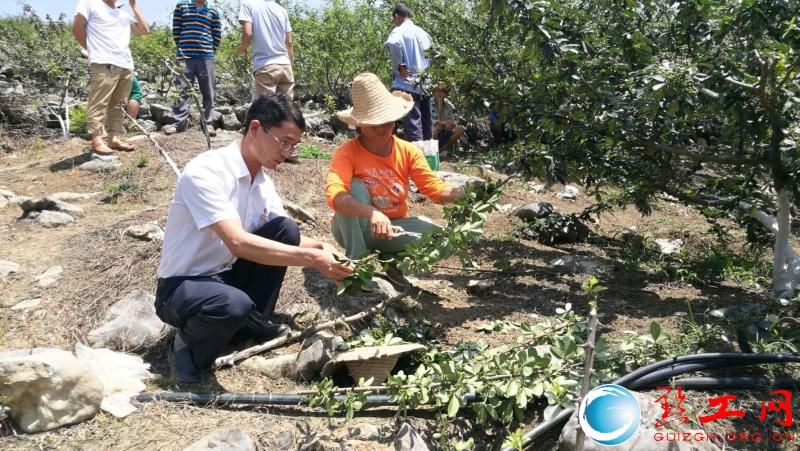 乱石岗上兴产业 农民致富摇钱树