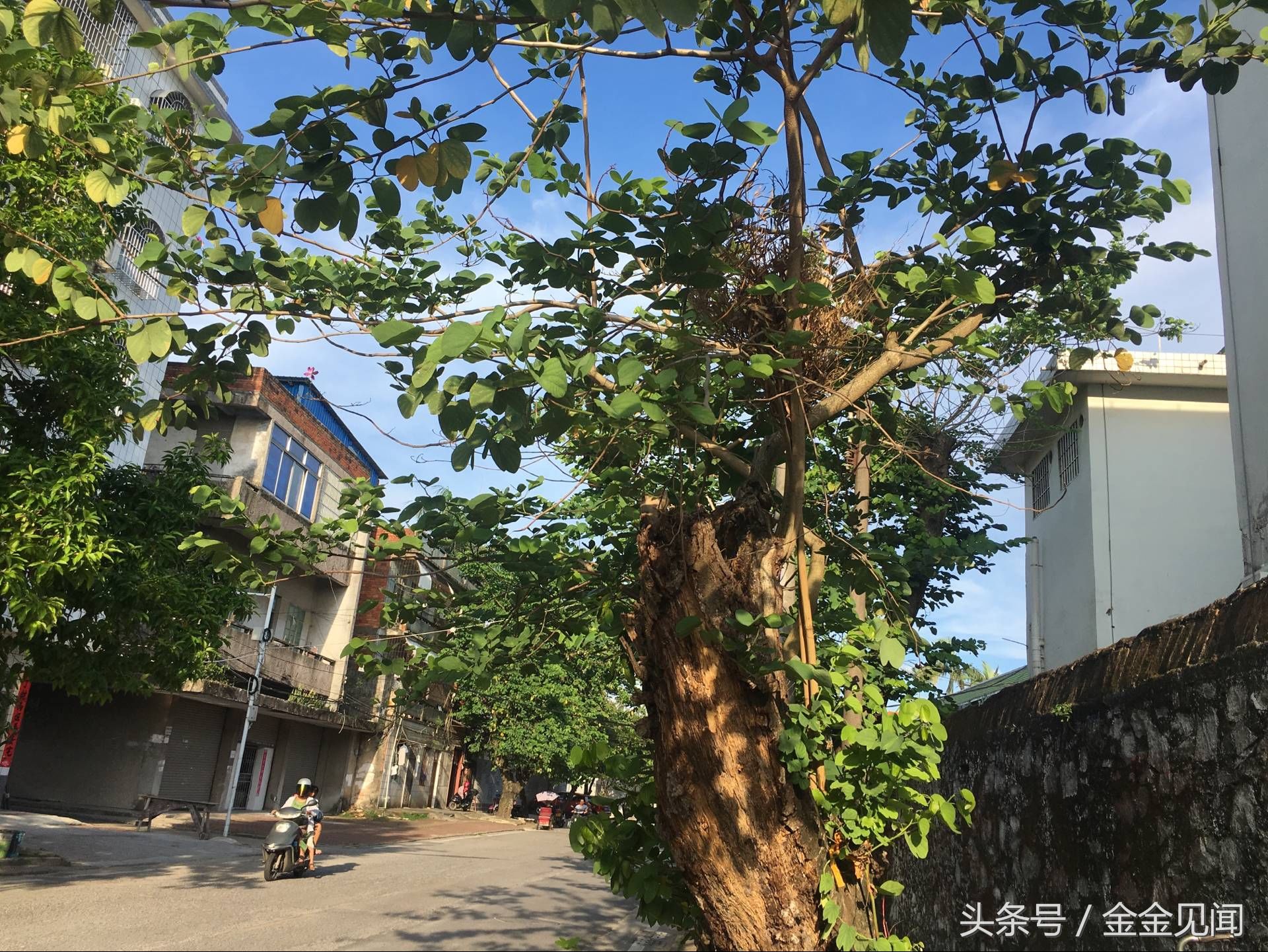 实拍广西钦州:四马路朽木也长得茂盛，见过这么伟大的树吗?