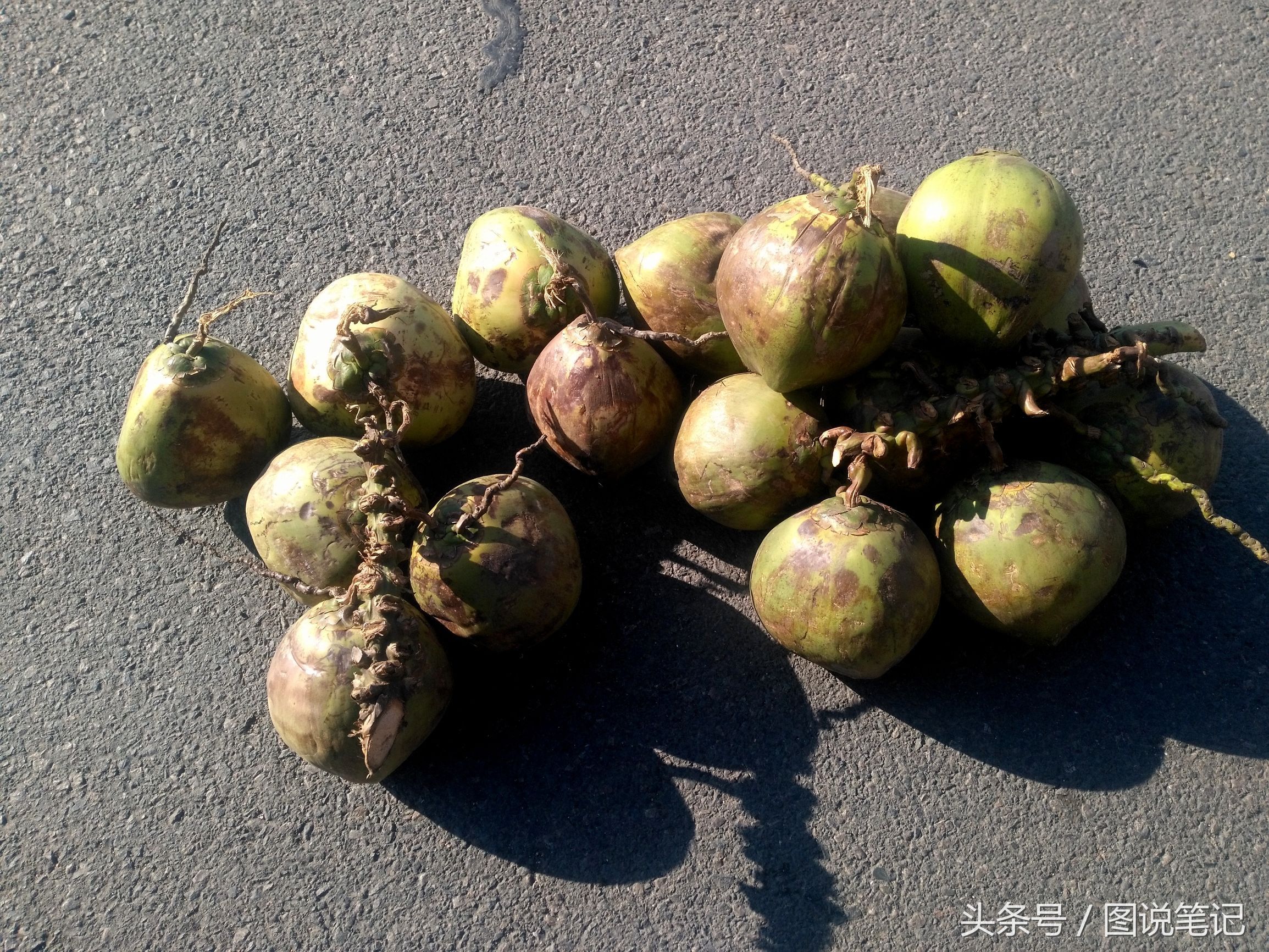 路边售卖南方稀罕物 椰子大小论个卖 菠萝蜜1