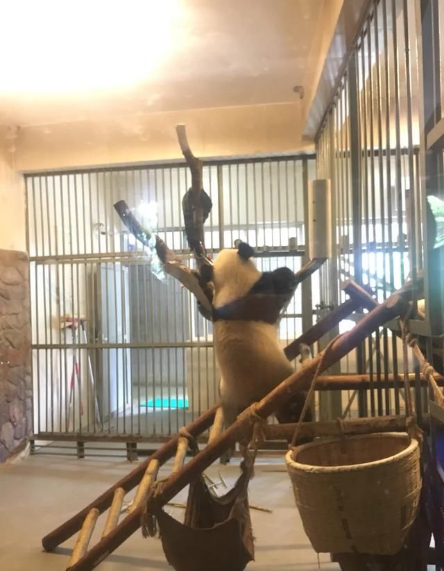 四川成都的熊猫基地介绍