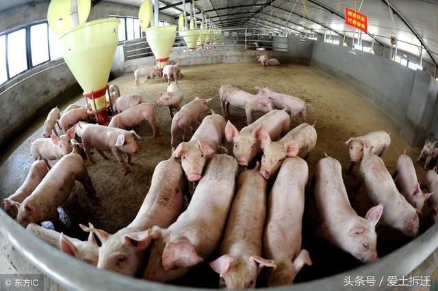 2018年多地开启新一轮“禁养”，养殖场拆迁补偿怎么算？