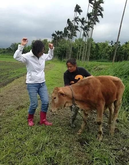 国台办发布会上说\＂猪牛\＂ 大陆\＂两牛一猪\＂完爆蔡英文\＂入