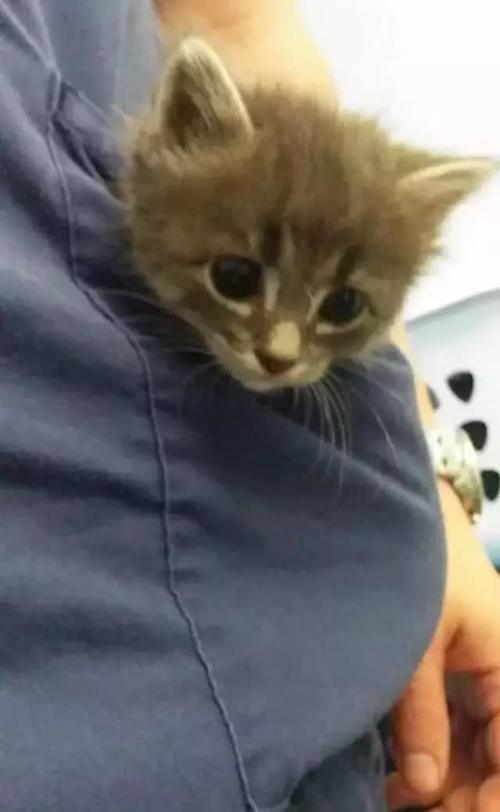 奄奄一息的小奶猫被救助后,小眼神萌到无法拒