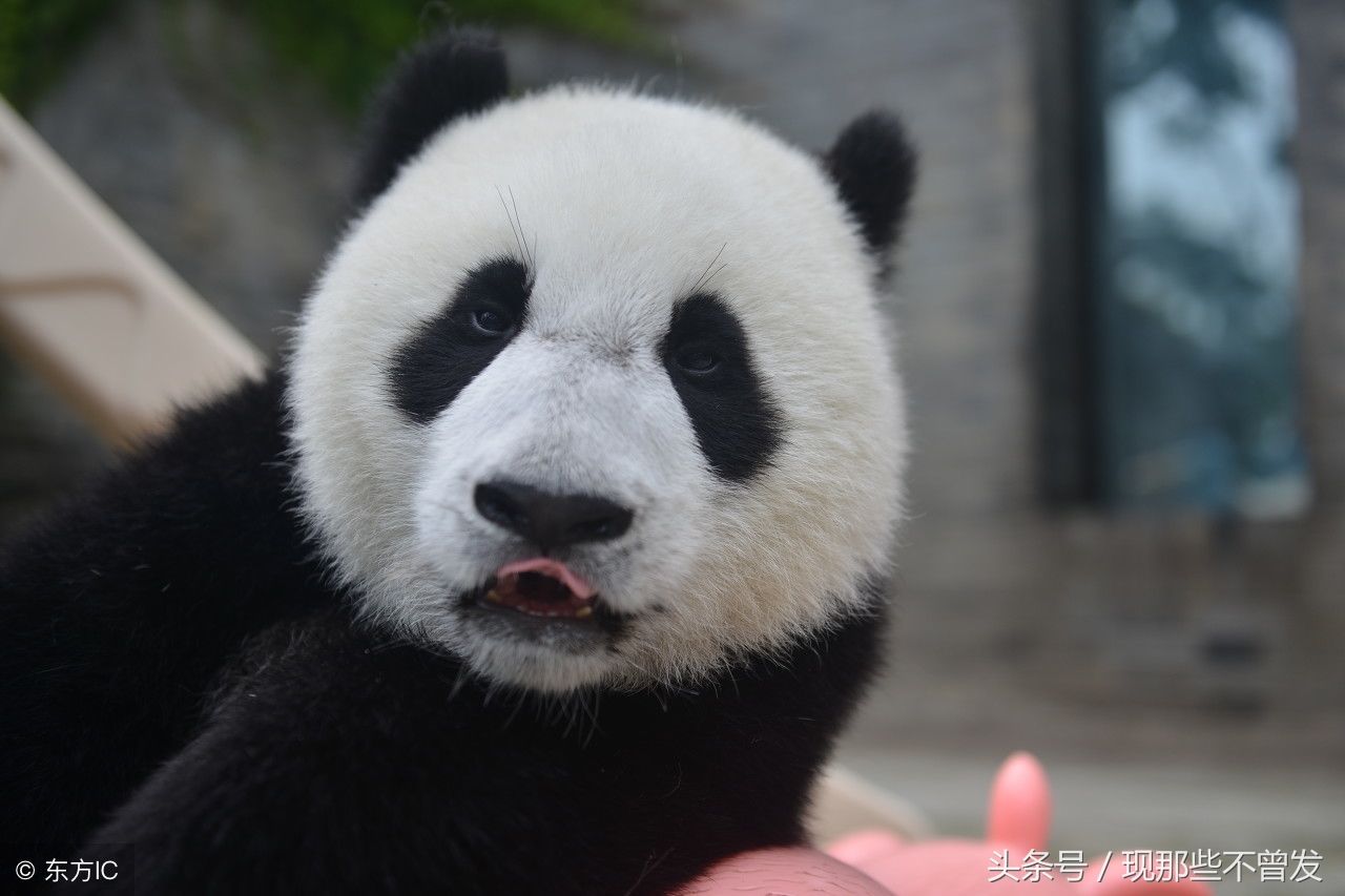 熊猫假装生气背向饲养员,一脸委屈样:宝宝生气