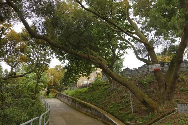 香港人口最稠密的岛屿长洲