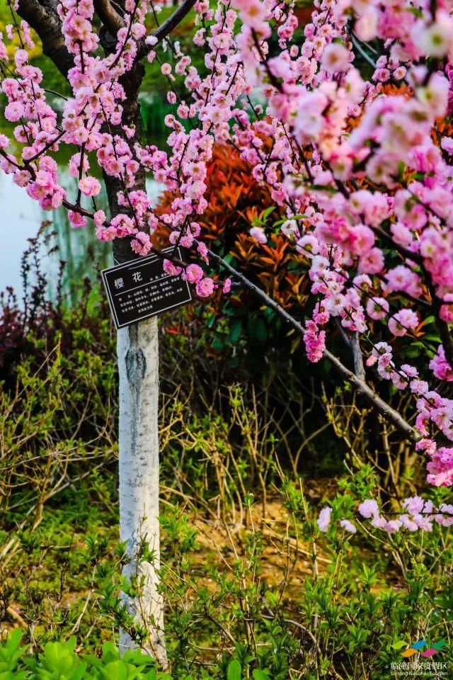 春满中国 醉西安｜春游好去处：在临潼度假区芷阳广场听见花开的