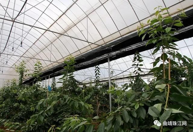 云南马龙区大棚车厘子试种成功 每亩年收益可超10万元