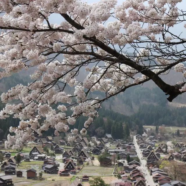 3月国内外旅行地推荐，不要辜负大好春光啦!