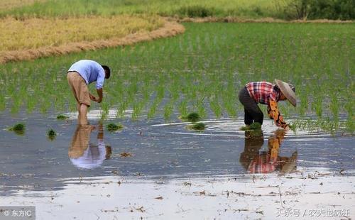 俗语热在三伏,冷在三九,三伏天哪一伏最热?