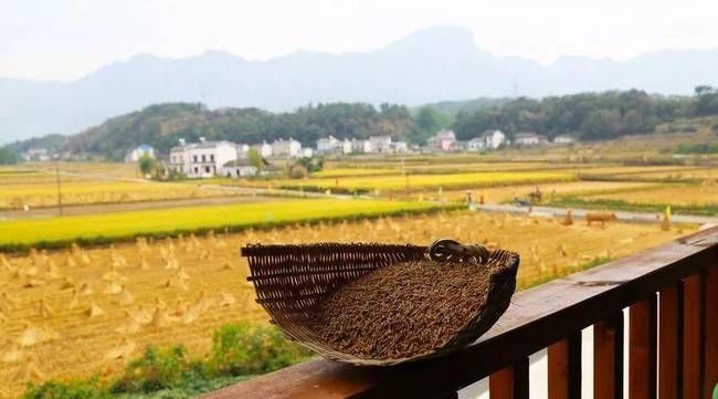 《朗读者》蒋雯丽动情朗诵《百合花开》原文,