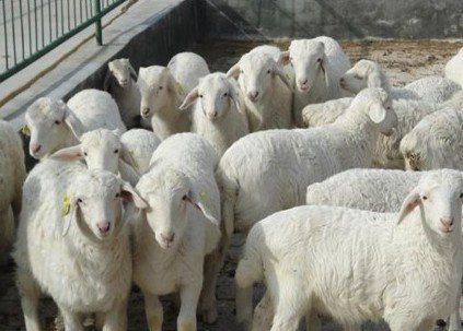 看陕北农民养羊致富经,村民回乡养300头羊,轻