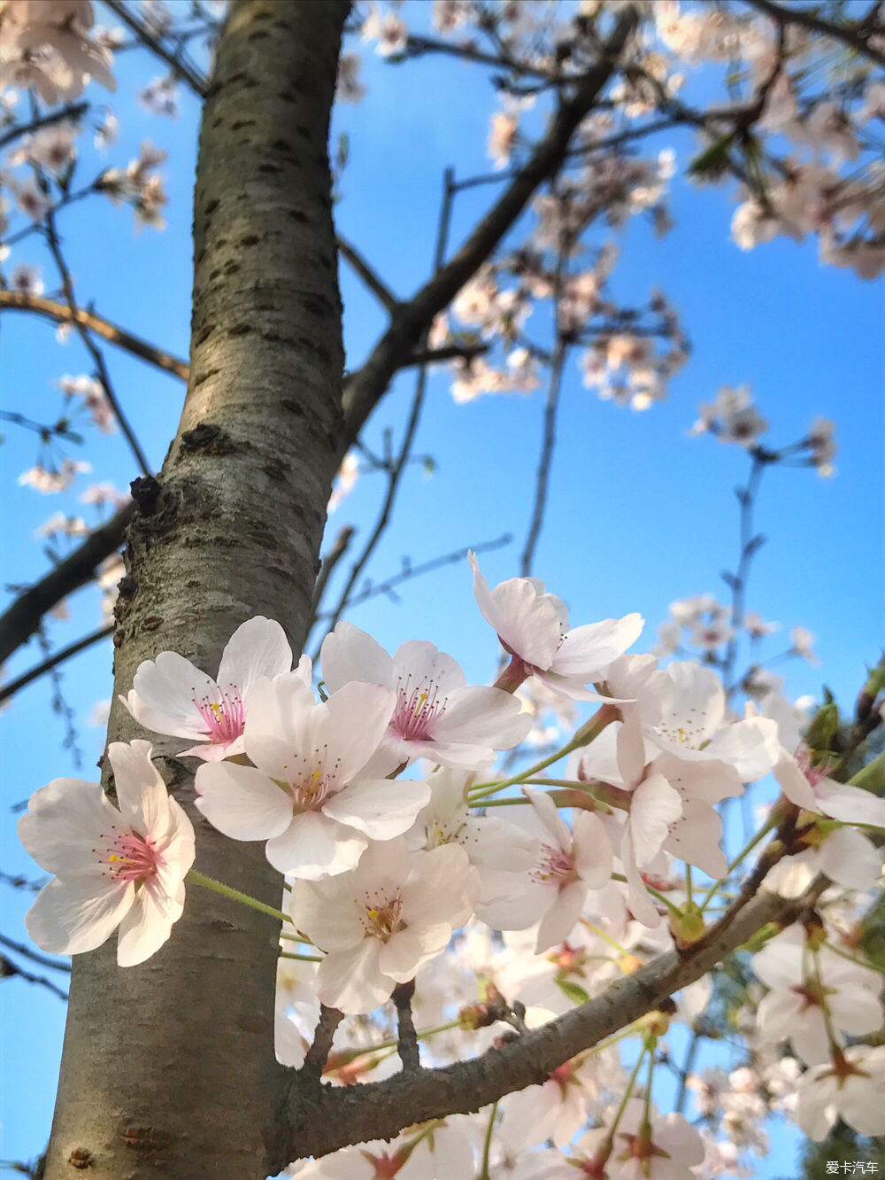 【春之彩】又是一年樱花烂漫时