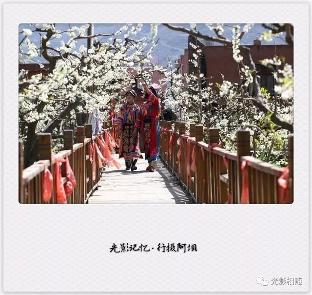 亲，你见过脆李花吗？