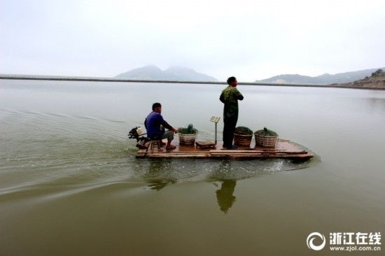 台州:禁渔期 养殖青蟹让吃货饱口福