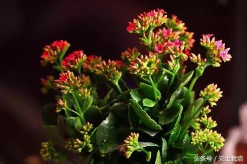 买回家的植物,怎么养护都不开花怎么办?早看早知道!