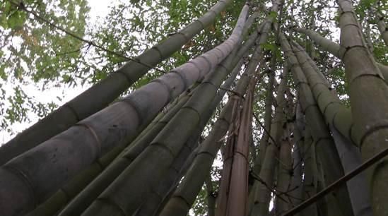 生财有道：花米饭 牛汤锅……寻味壮乡财富多