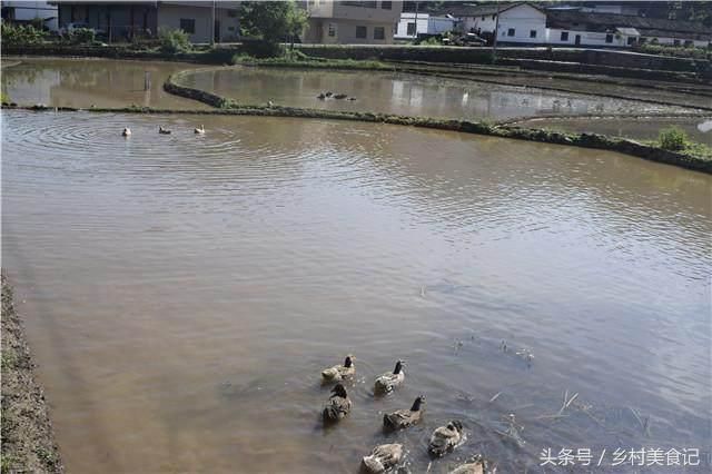 老汉家住深山数十年常有人寻上门，限量优质土鸭先买先得获忠粉