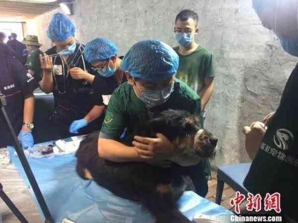 青海果洛培养技术人才学习流浪犬绝育