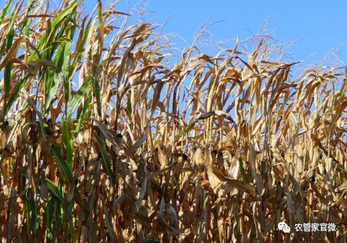 现在玉米的价格是多少?市场前景怎么样?