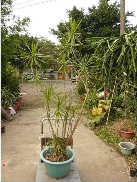 7种室内容易养护,空气净化效果好的盆栽植物