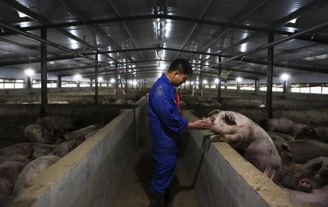 猪养殖场的建设