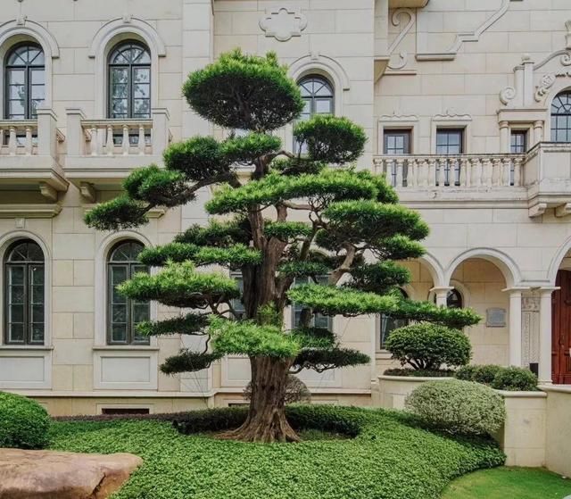 有钱任性！土豪们最爱选的庭院树，你选对了吗？